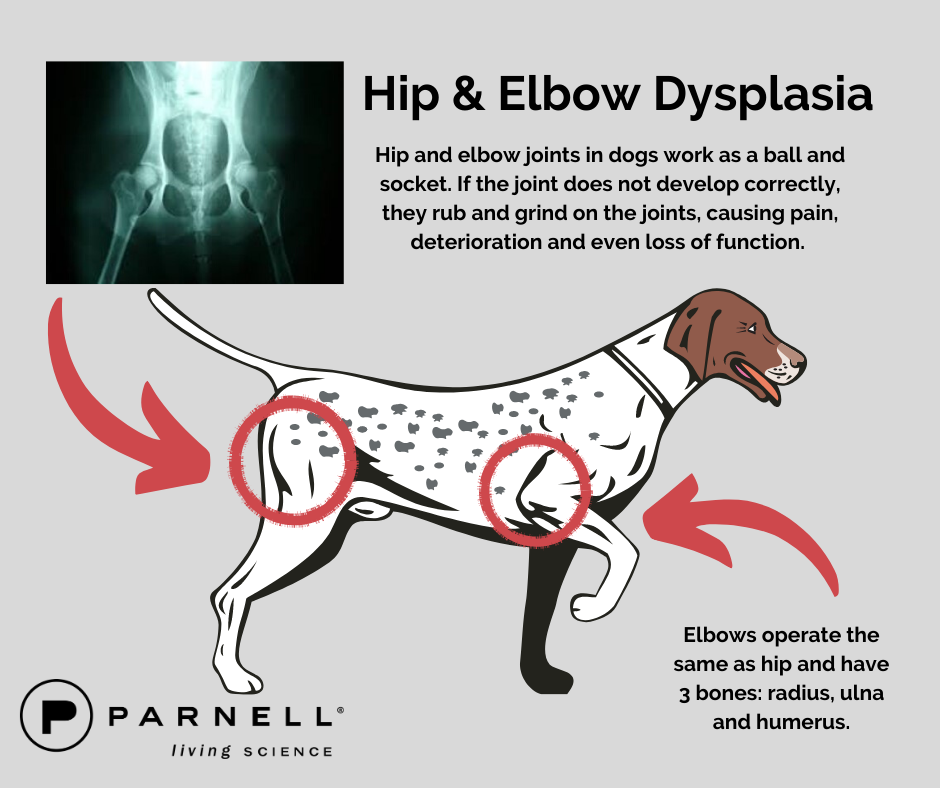 Understanding Hip Dysplasia in Dogs - A Comprehensive Guide to Canine Health